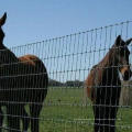 Фабрика поставляет высококачественный забор для фермы и полевой забор и забор для крупного рогатого скота